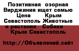 Позитивная, озорная Вирджиния ищет семью › Цена ­ 1 - Крым, Севастополь Животные и растения » Собаки   . Крым,Севастополь